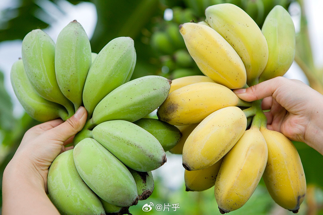 大香伊蕉日本一区二区:05-06-10-28-39-44L：46,大香伊蕉日本一区二区，探索与赏析（05-06-10-28-39-44L，46）