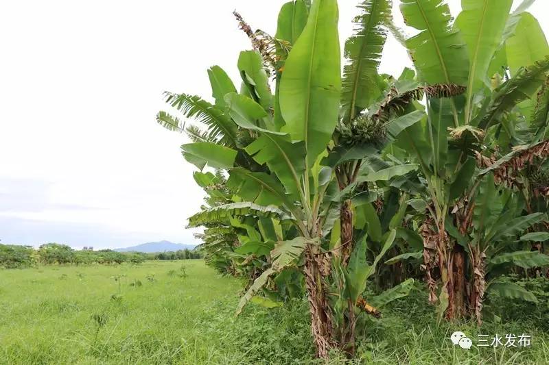 大香伊蕉日本一区二区:05-06-10-28-39-44L：46,大香伊蕉日本一区二区，探索与赏析（05-06-10-28-39-44L，46）