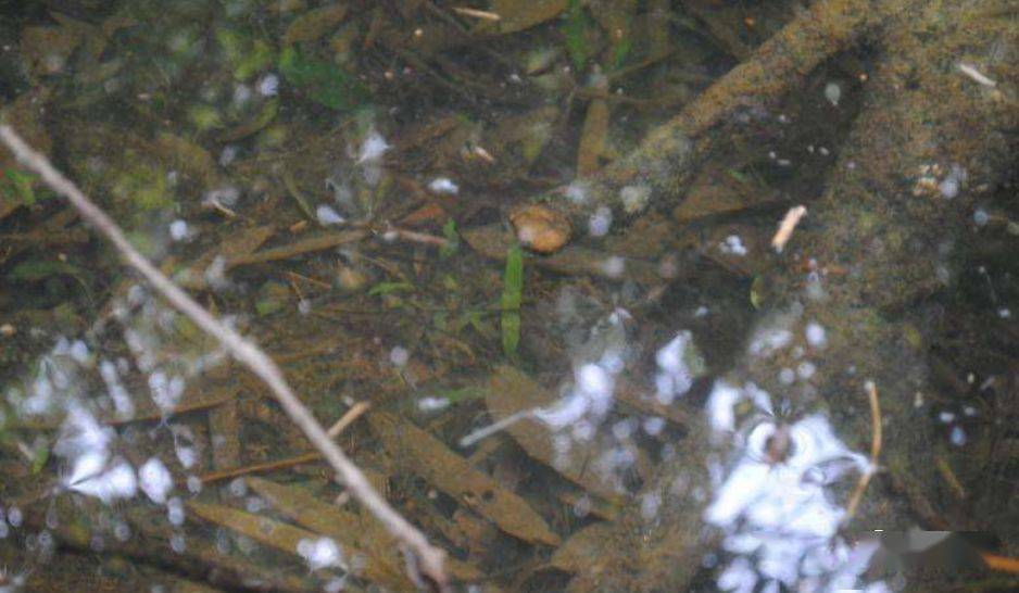 国产欧美另类久久久精品丝瓜:14-15-23-32-38-48N：49,探索国产欧美另类精品丝瓜，一场多元文化的交融之旅