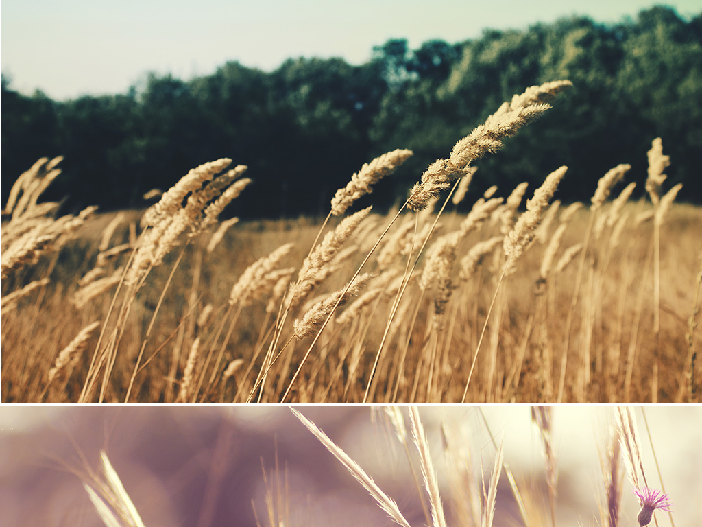 国产成人综合野草:01-08-18-21-24-37B：27,探索国产成人综合野草，一场多维度的解读之旅（关键词，国产成人综合野草，01-08-18-21-24-37B，27）