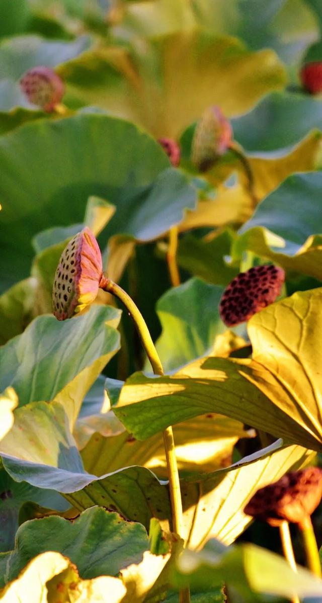 婷婷六月在线精品免费视频观看:05-10-25-33-43-45P：11,婷婷六月在线精品视频欣赏，探索免费观看的世界