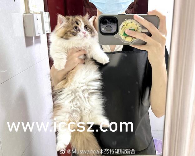 亚洲在av极品无码高清:01-36-37-43-44-45J：45,亚洲在AV产业中的独特地位与影响，探索高清无码时代的变迁