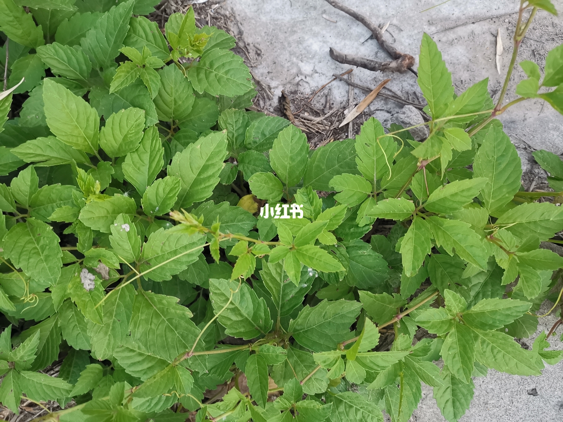 国产成人综合野草:20-32-37-38-44-49P：10,国产成人综合野草，探索与赏析（20-32-37-38-44-49P）