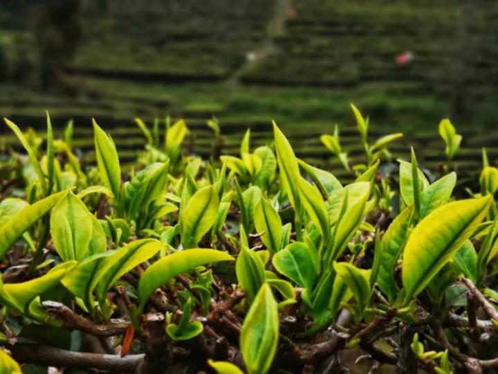 2020精品国产自在现线官网:06-10-18-28-44-46U：23,探索精品国产自在现线官网，一场技术与艺术的融合之旅（06-10-18-28-44-46U，23）