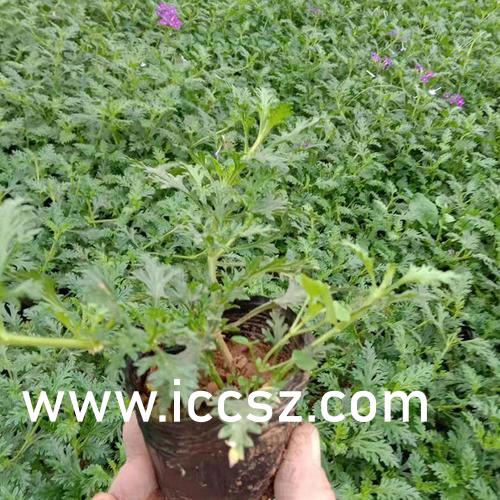 精品丝袜国产自在线拍AV:07-21-23-27-30-48V：17,国产精品丝袜的在线拍摄之旅，探索时尚与艺术的交融