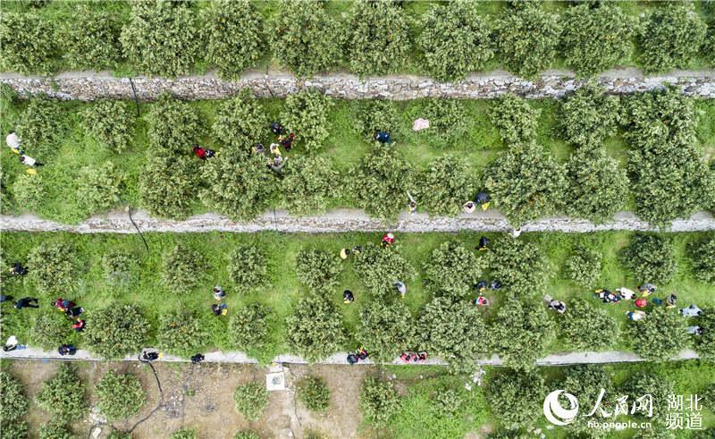 国产乱子伦视频湖北:02-12-14-19-22-34D：18,国产乱子伦视频与湖北，一场文化与技术的交融