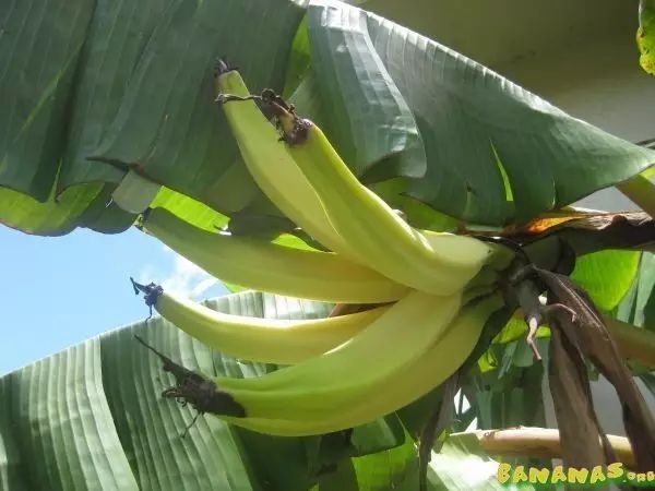 伊人久久大香线蕉无码:15-18-22-32-36-44T：13,伊人久久大香线蕉的艺术魅力与审美价值，探索一种超越尺度的美学