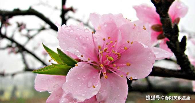 精品久久久久久777米琪桃花:03-08-22-23-44-49V：35,精品久久久久久，米琪桃花的魅力与独特体验