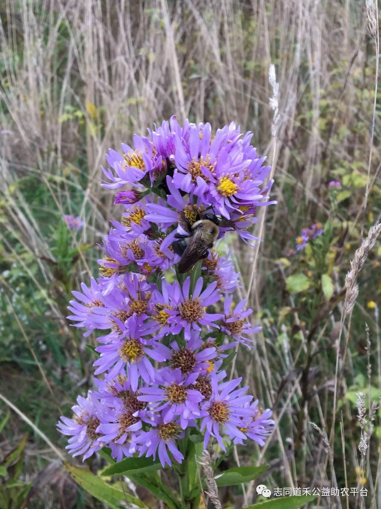 亚洲人成无码网站在线观看野花:01-04-05-11-26-31D：09,亚洲人的在线观看体验，探索无码网站与野花的世界（01-04-05-11-26-31D与09的探索）