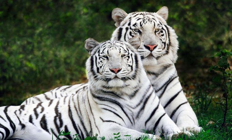 四虎成人精品一区二区免费网站:06-09-19-42-43-49V:31,探索四虎成人精品网站,一区二区的免费内容与独特体验(关键词,成人娱乐、免费网站、四虎精品) 四虎成人精品一区二区免费网站:06-09-19-42-43-49V:31,探索四虎成人精品网站,一区二区的免费内容与独特体验(关键词,成人娱乐、免费网站、四虎精品)